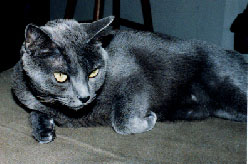 Cat on the ottoman